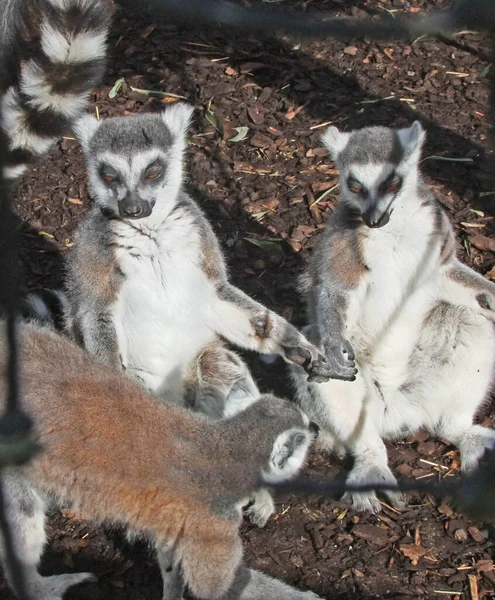 Lémure Cauda Anelada Lemur Catta — Fotografia de Stock