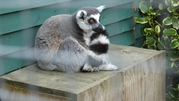 Lémure Cauda Anelada Lemur Catta — Fotografia de Stock