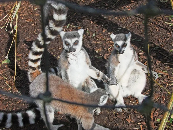 Lémure Cauda Anelada Lemur Catta — Fotografia de Stock