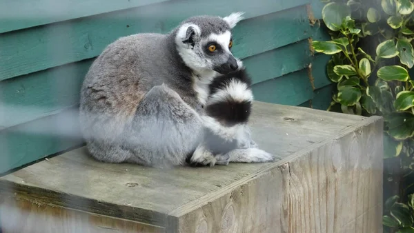 Ringsvansad Lemur Lemur Catta Ett Zoo — Stockfoto