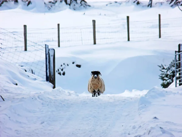 Овцы Стоят Снегу Ирландии — стоковое фото