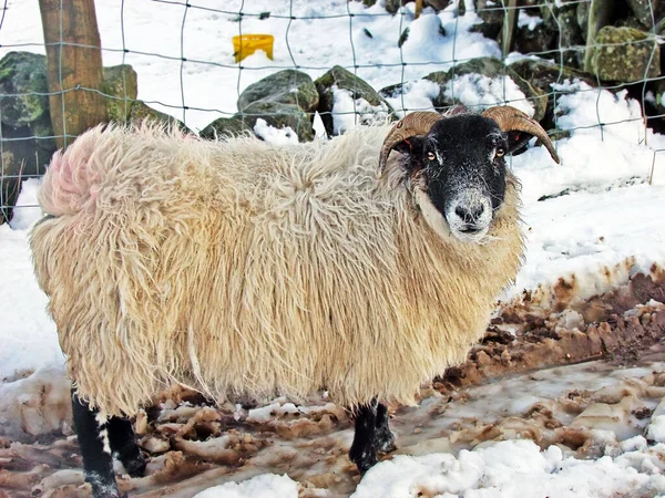 Får Som Står Snö Irland — Stockfoto