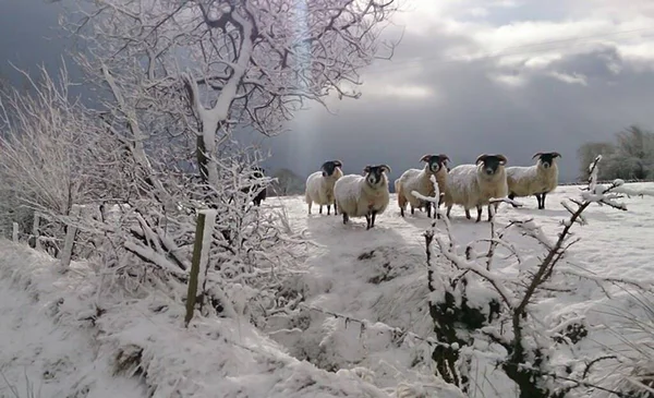 Moutons Debout Dans Neige Irlande — Photo