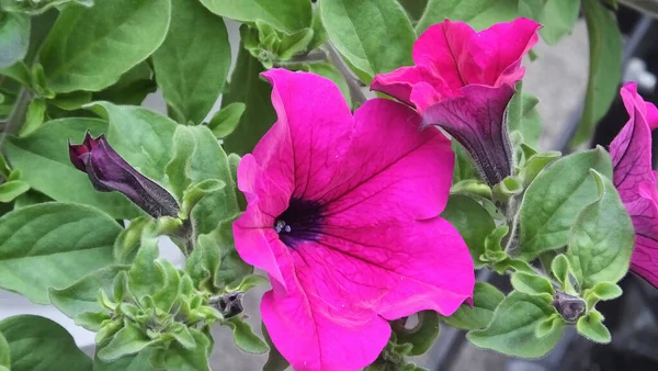 Surfinia Petunia Fiori Cesto Appeso — Foto Stock