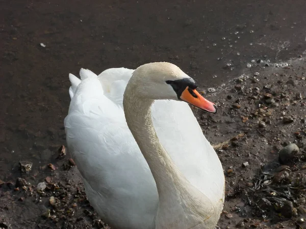 Cygnes Nageant Sur Lac Royaume Uni — Photo