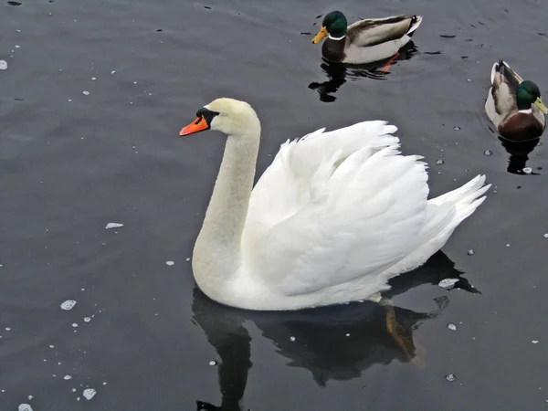 Cygnes Nageant Sur Lac Royaume Uni — Photo