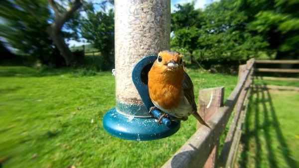 Robin Europeu Alimentando Alimentador Sementes Amendoim Pássaro — Fotografia de Stock
