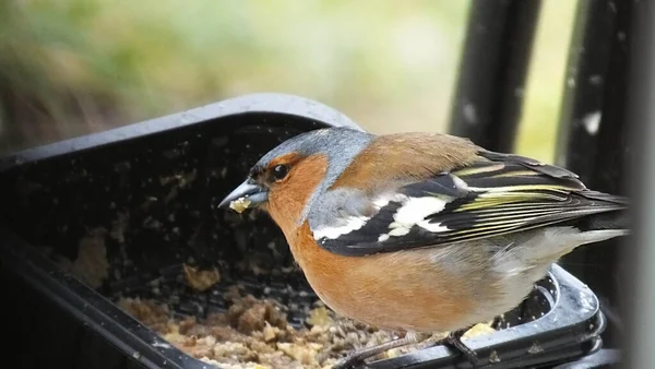 Queixo Comum Alimentando Mesa Das Aves Irlanda Norte — Fotografia de Stock