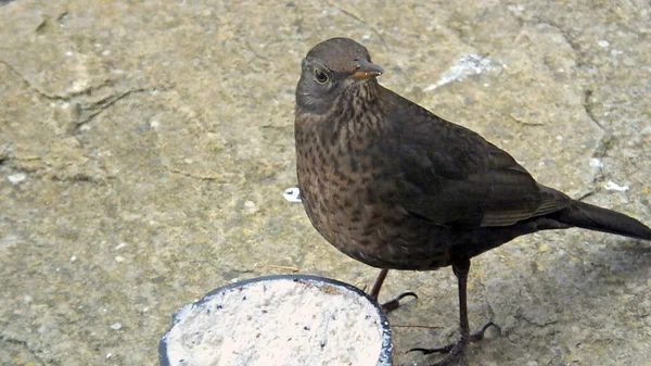 Coommon Melro Turdus Merula Femail Alimentação Insect Cocon — Fotografia de Stock