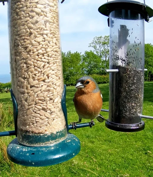 The common chaffinch feeding from Tube peanut seed Feeder at a t