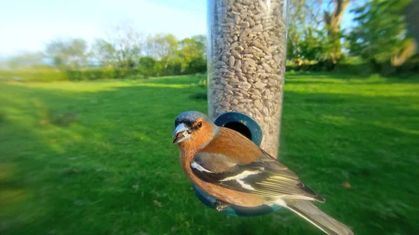 The common chaffinch feeding from Tube peanut seed Feeder at a t