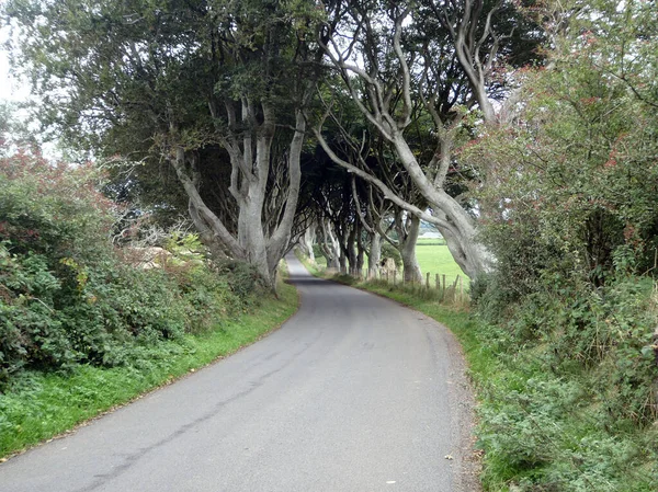 Dark Hedges Kings Highway Antrim Irlande Nord — Photo