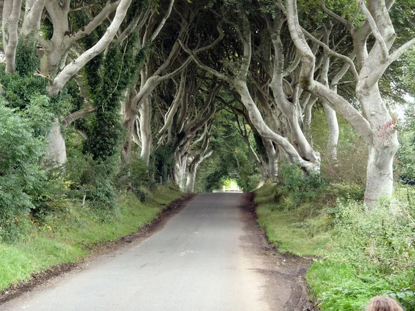 The Dark Hedges Game of Thrones location Northern Ireland blue sky background for text copy