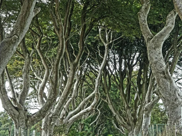 Dark Hedges Game Thrones Plats Nordirland Blå Himmel Bakgrund För — Stockfoto