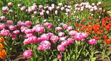 Duvardaki lalelerin adı Muhteşem Lütuf