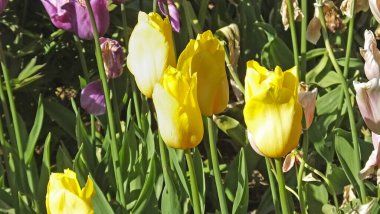 Tulips in Walled Gardens in Ireland clipart