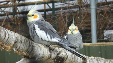 Belfast hayvanat bahçesinde iki Cockatiel Kuş Sığınağı ve hayvanlar, 