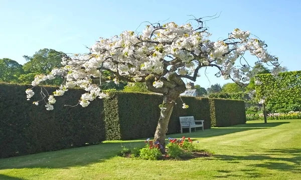 Árboles Plantas Los Jardines Amurallados — Foto de Stock