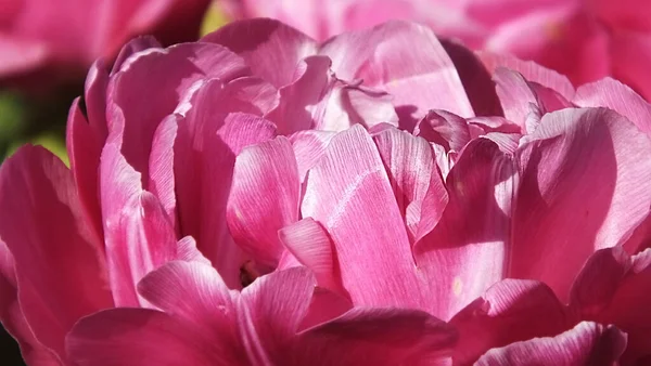 Tulipes Dans Les Jardins Murés Appelé Grâce Incroyable — Photo