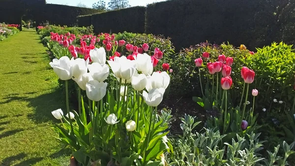 Tulipanes Jardines Amurallados — Foto de Stock
