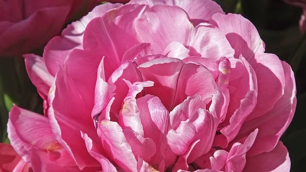 Tulipani Nei Giardini Murati Chiamato Amazing Grace — Foto Stock