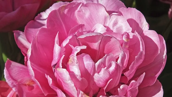 Tulipes Dans Les Jardins Murés Appelé Grâce Incroyable — Photo