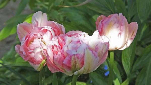 Tulipes Appelées Finola Dans Les Jardins Fortifiés — Photo