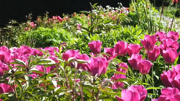 Tulips called Barcelona in Walled Gardens