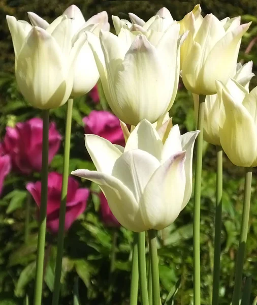 Tulipani Elegante Signora Nei Giardini Murati — Foto Stock