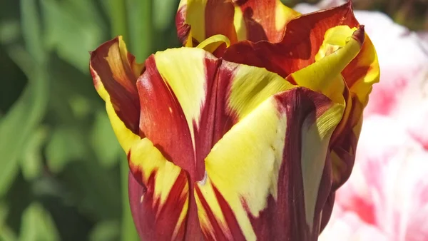 Tulipani Chiamati Gavota Nei Giardini Murati — Foto Stock