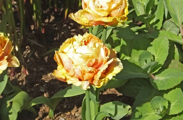 Tulipani Chiamati Tocco Sensuale Nei Giardini Murati — Foto Stock