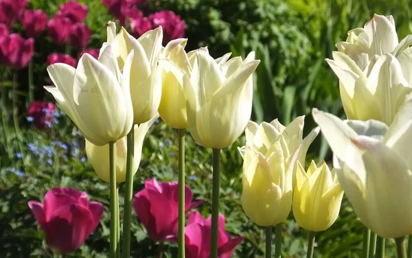 Tulipani Elegante Signora Nei Giardini Murati — Foto Stock