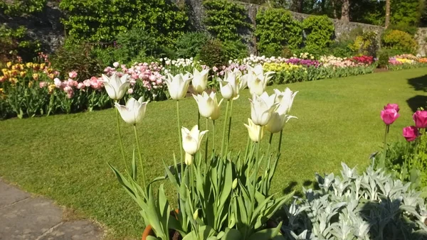 Tulipanes Elegante Dama Jardines Amurallados — Foto de Stock