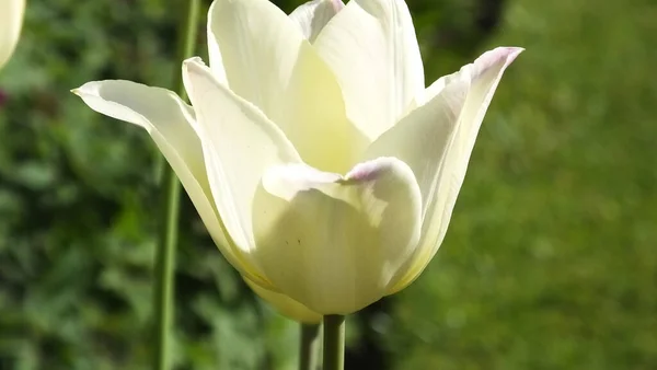 Tulipes Dame Élégante Dans Les Jardins Murés — Photo