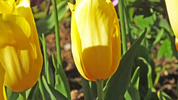 Tulipani Nei Giardini Murati Chiamato Frendship — Foto Stock