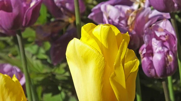 Tulipani Nei Giardini Murati Irlanda — Foto Stock