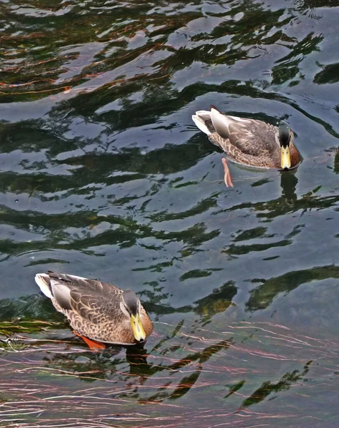 Dois Patos Nadando Água — Fotografia de Stock