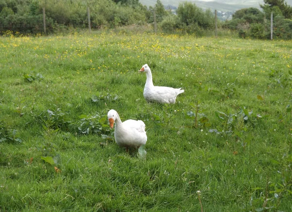 Dos Gansos Campo Verde Irlanda Con Granja Babosas Caracoles Hierba — Foto de Stock