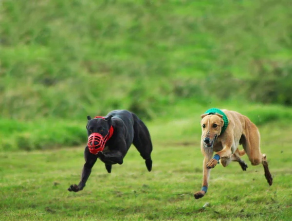 Dos Galgos Corriendo Con Espacio Para Copia Texto —  Fotos de Stock