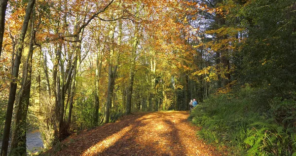 Randonneurs Dans Glenarm Forest Antrim Irlande Nord Automne Coucher Soleil — Photo