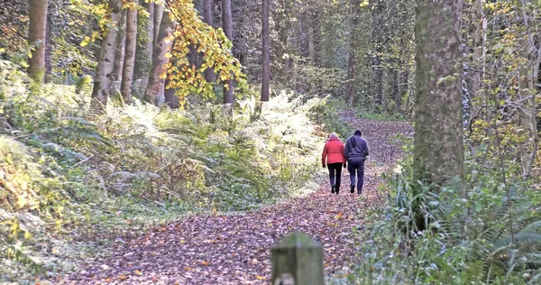 Promeneurs Dans Les Bois Glenarm Forest Avec Des Arbres Des — Photo