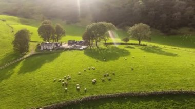 Aerial video of sheep in a field on a hill farm in Ireland 
