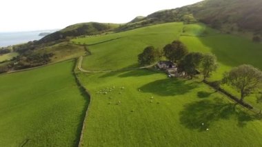 Aerial video of sheep in a field on a hill farm in Ireland 