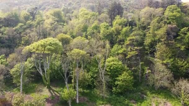 Повітрі Над Деревами Ірландії — стокове відео