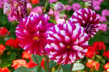 Bahçedeki beyaz, güçlü pembe ve mor çizgili Dahlia pinnata çiçekleri.