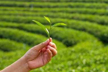 Asian woman hold a tip of green tea with a green tea field background