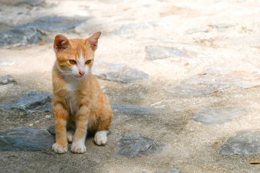 A brown kitten sitting on a ground
