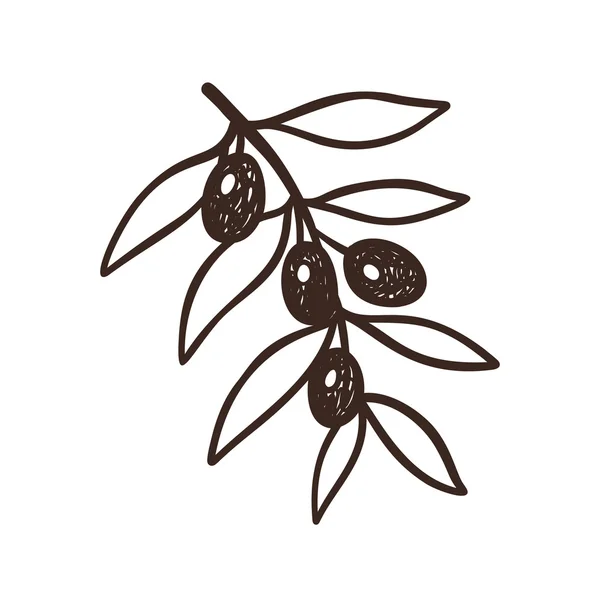 Hand getrokken olijfboom brunch — Stockvector
