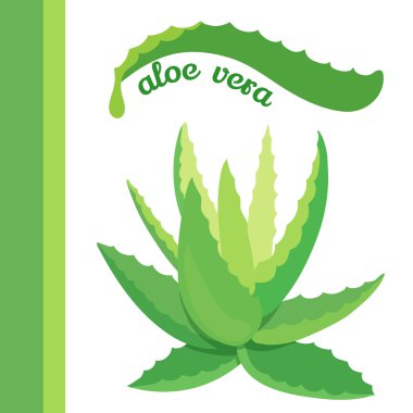 Aloe vera simgesi