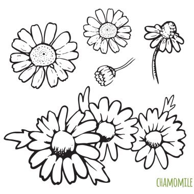 Papatya el çizilen illüstrasyon.